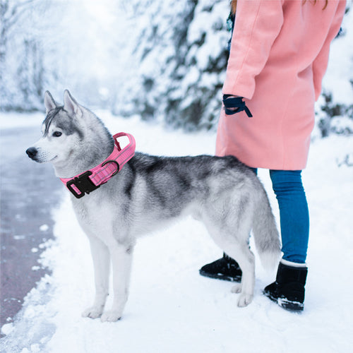 Collier Tactique Chien avec Laisse - Entraînement Extérieur